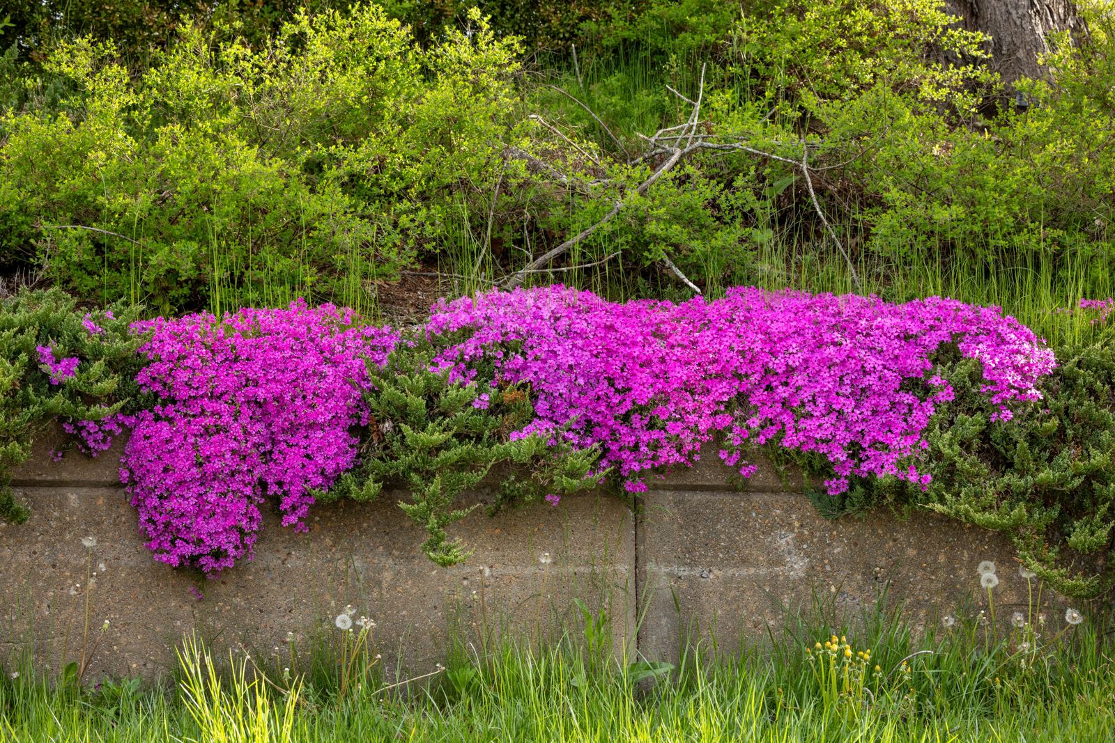 Pink phlox flowers cascading over a concrete retaining wall
